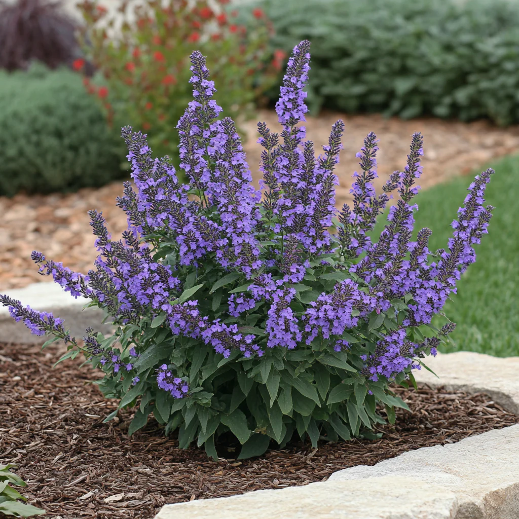 Blue Chip Butterfly Bush Seeds â Buddleja davidii Compact Low-Maintenance Shrub