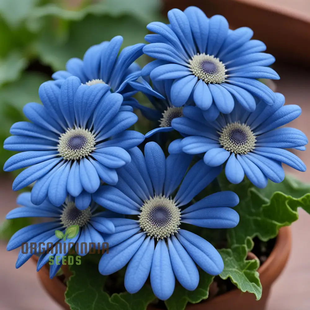 Blue Cineraria Flower Seeds – Gorgeous, Vibrant Blue Blooms for Pots, Garden Beds, Borders & Decorative Outdoor Displays