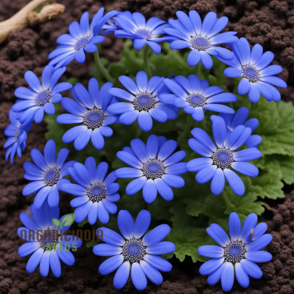 Blue Cineraria Flower Seeds – Gorgeous, Vibrant Blue Blooms for Pots, Garden Beds, Borders & Decorative Outdoor Displays - Image 3