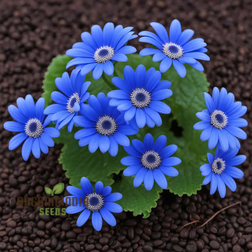 Blue Cineraria Flower Seeds – Gorgeous, Vibrant Blue Blooms for Pots, Garden Beds, Borders & Decorative Outdoor Displays - Image 4
