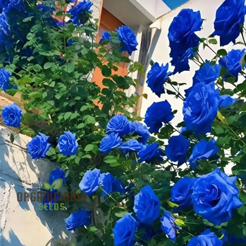 Premium Blue Climbing Rose Flower Seeds for Gardening Enthusiasts - High-Quality Seeds for Stunning Blooms