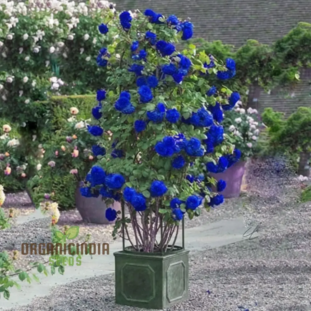 Premium Blue Climbing Rose Flower Seeds for Gardening Enthusiasts - High-Quality Seeds for Stunning Blooms - Image 3