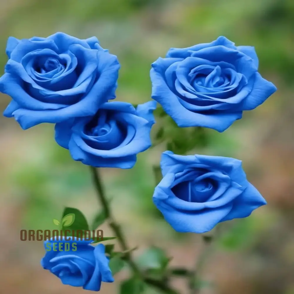 Premium Blue Climbing Rose Flower Seeds for Gardening Enthusiasts - High-Quality Seeds for Stunning Blooms - Image 4