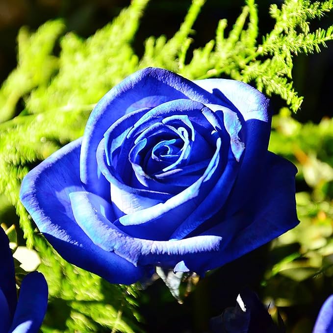 Blue Climbing Rose Seeds – Fragrant, Butterfly & Bee Attracting, Ideal for Cut Flowers, Showy on Trellises, Pergolas, Fences, Wall-Side Outdoor – 5Pcs Flower Seeds