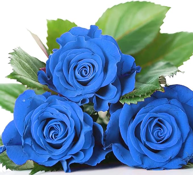 Blue Climbing Rose Seeds – Fragrant, Butterfly & Bee Attracting, Ideal for Cut Flowers, Showy on Trellises, Pergolas, Fences, Wall-Side Outdoor – 5Pcs Flower Seeds - Image 3