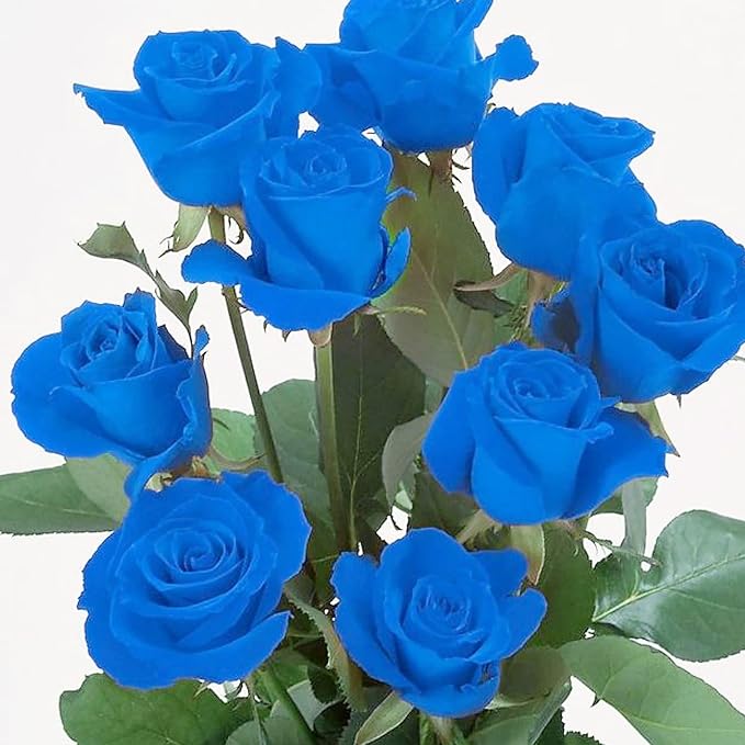 Blue Climbing Rose Seeds – Fragrant, Butterfly & Bee Attracting, Ideal for Cut Flowers, Showy on Trellises, Pergolas, Fences, Wall-Side Outdoor – 5Pcs Flower Seeds - Image 4
