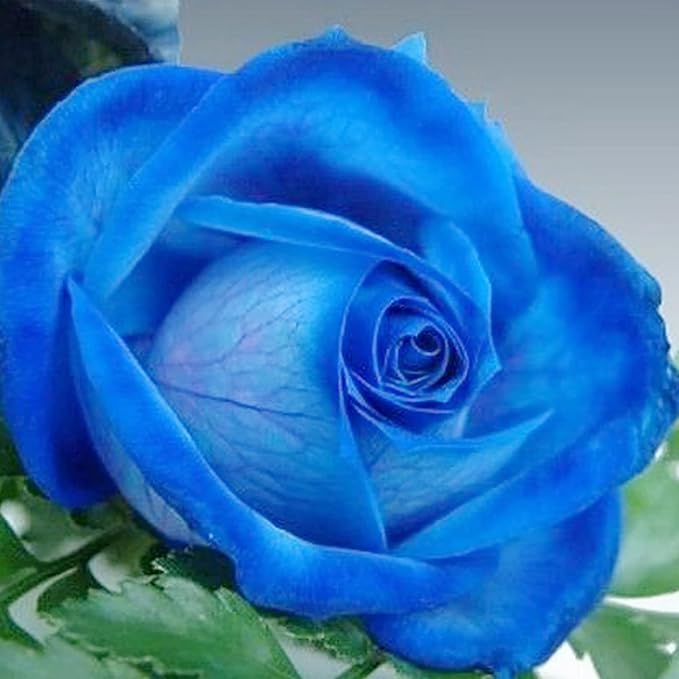 Blue Climbing Rose Seeds – Fragrant, Butterfly & Bee Attracting, Ideal for Cut Flowers, Showy on Trellises, Pergolas, Fences, Wall-Side Outdoor – 5Pcs Flower Seeds - Image 6
