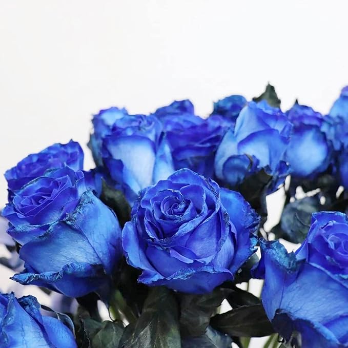 Blue Climbing Rose Seeds – Fragrant, Butterfly & Bee Attracting, Ideal for Cut Flowers, Showy on Trellises, Pergolas, Fences, Wall-Side Outdoor – 5Pcs Flower Seeds - Image 7