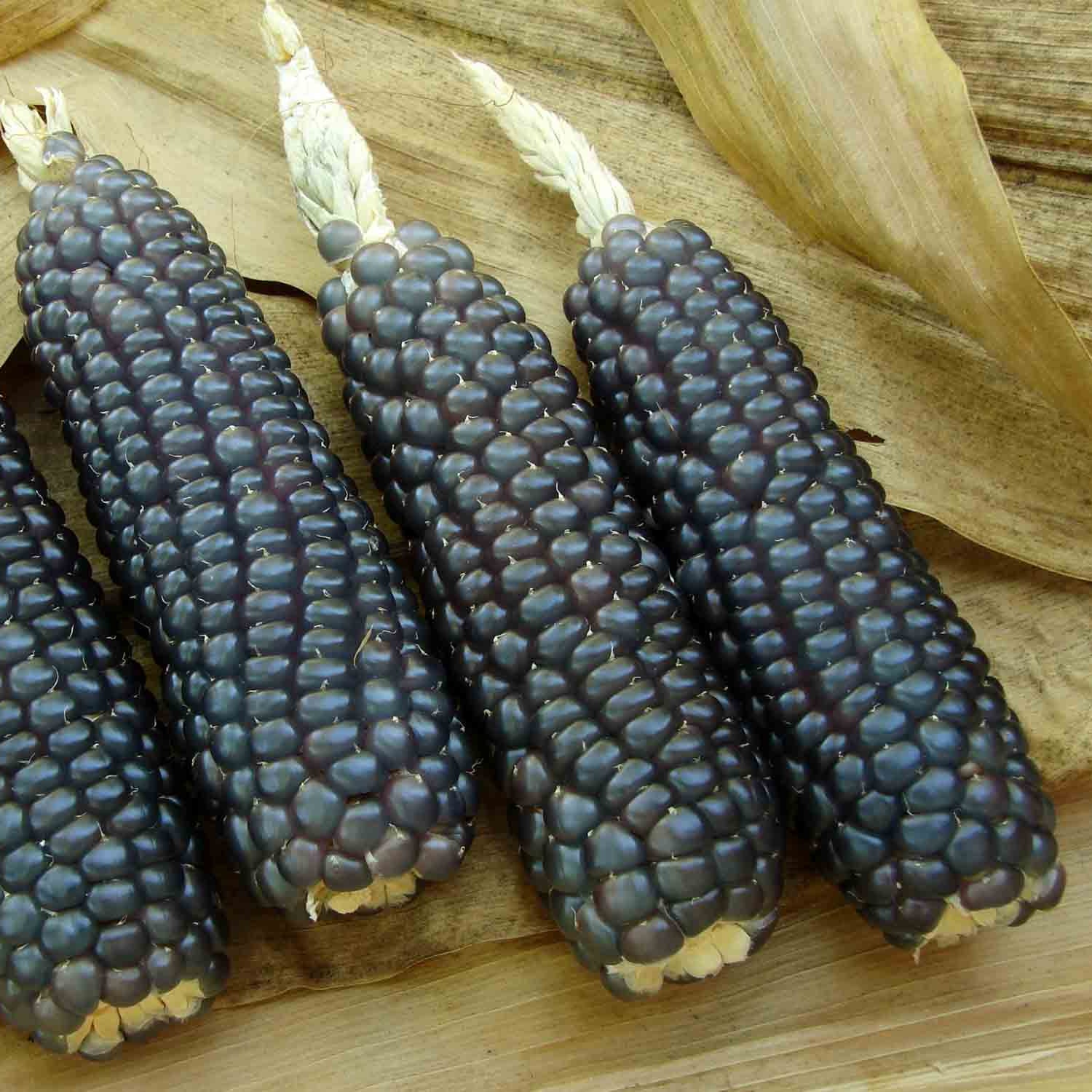 Sapphire Blue Corn Seeds, Planting Seeds for a Stunning and Distinctive Corn Harvest