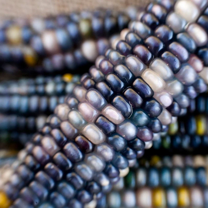 Sapphire Blue Corn Seeds, Planting Seeds for a Stunning and Distinctive Corn Harvest - Image 3