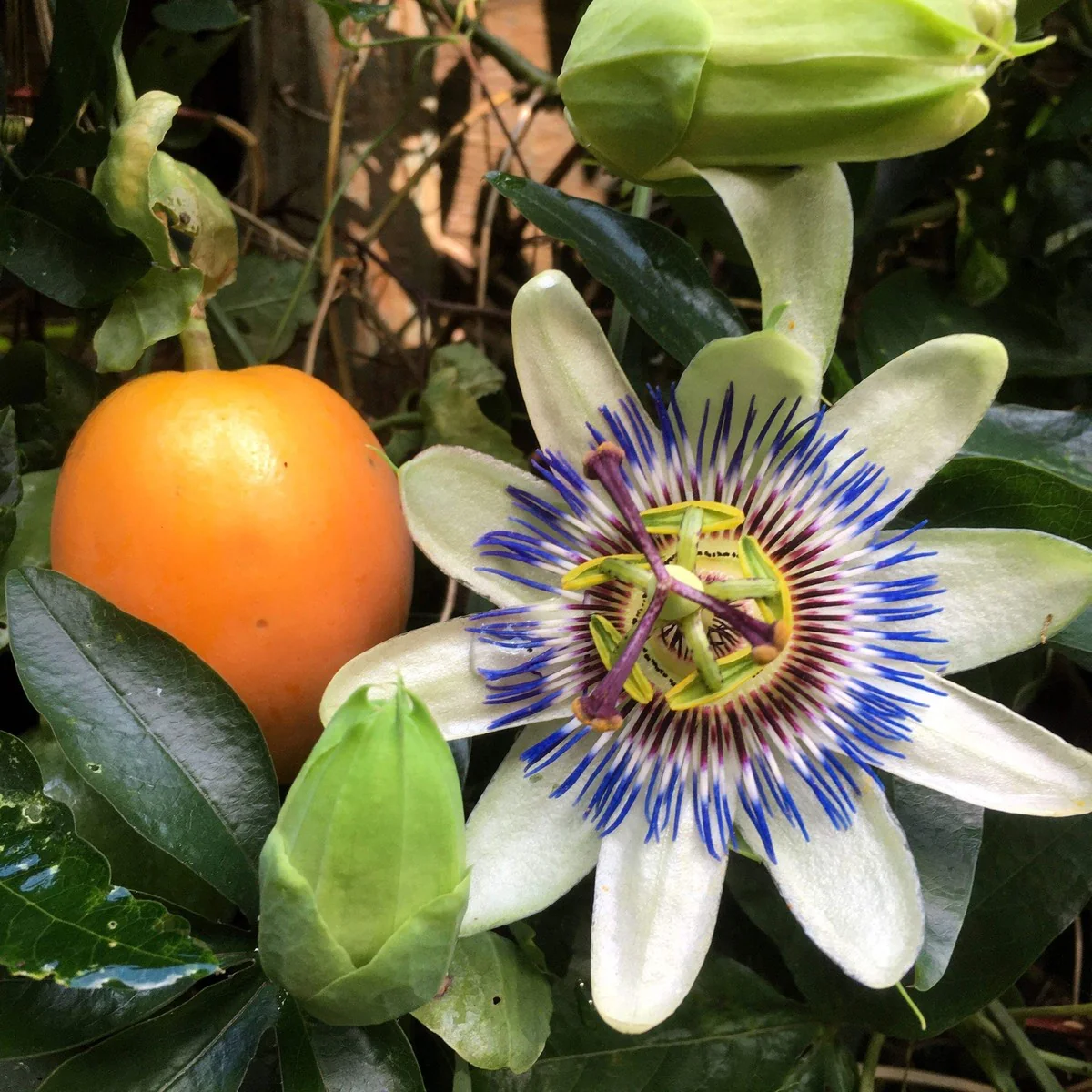 Blue Crown Passion Fruit Seeds