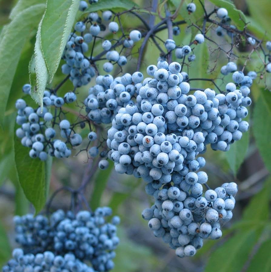Blue Elderberry Fruit Seeds