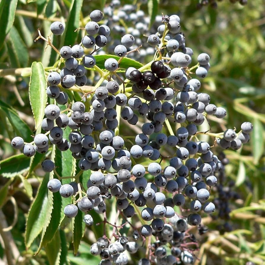 Blue Elderberry Fruit Seeds - Image 3