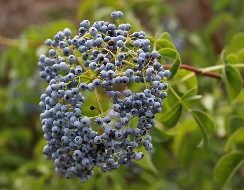 Blue Elderberry Fruit Seeds - Image 4