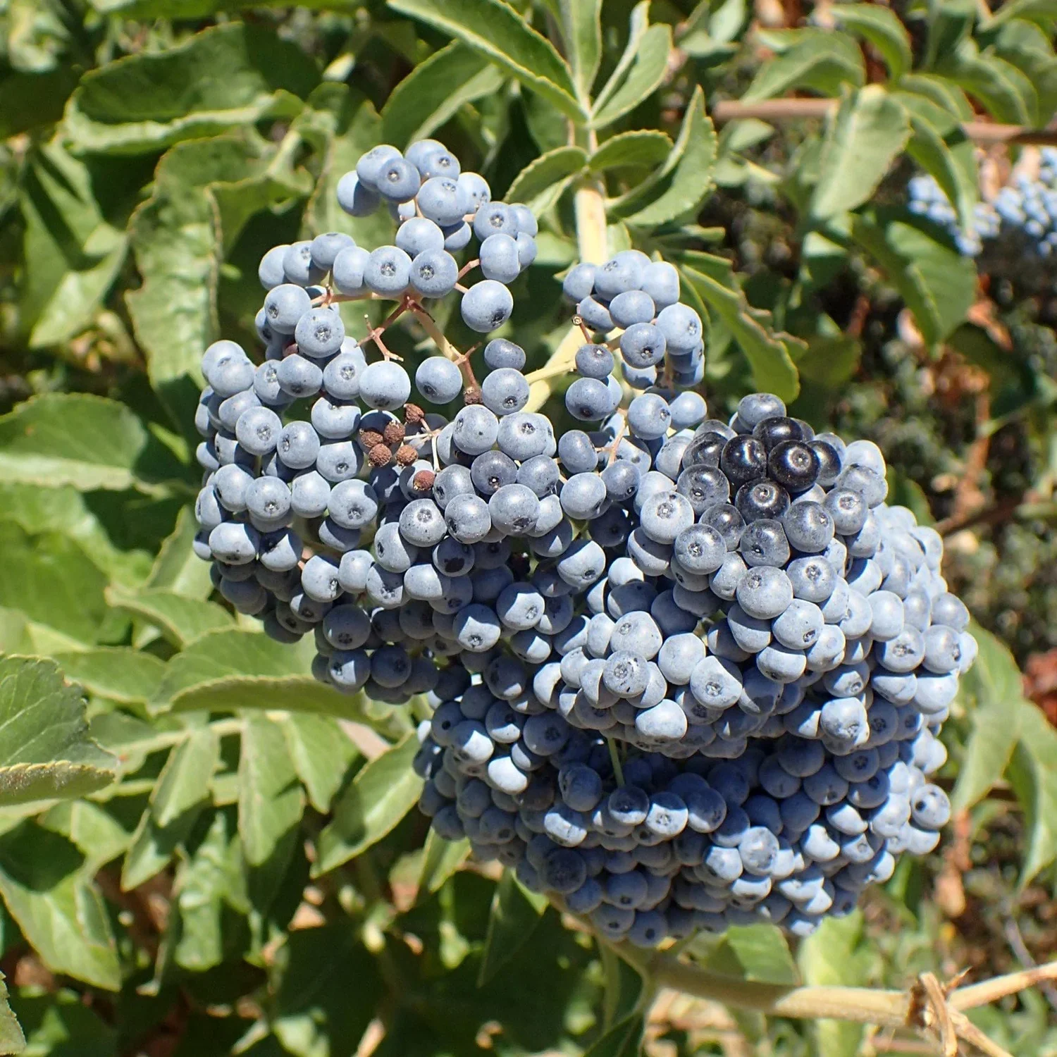 Blue Elderberry Fruit Seeds - Image 5