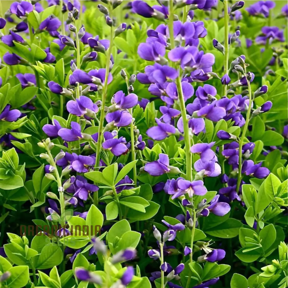 Blue False Indigo Flower Seeds, Native Perennial Beauty, Easy-to-Growing Captivating and Sustainable Garden