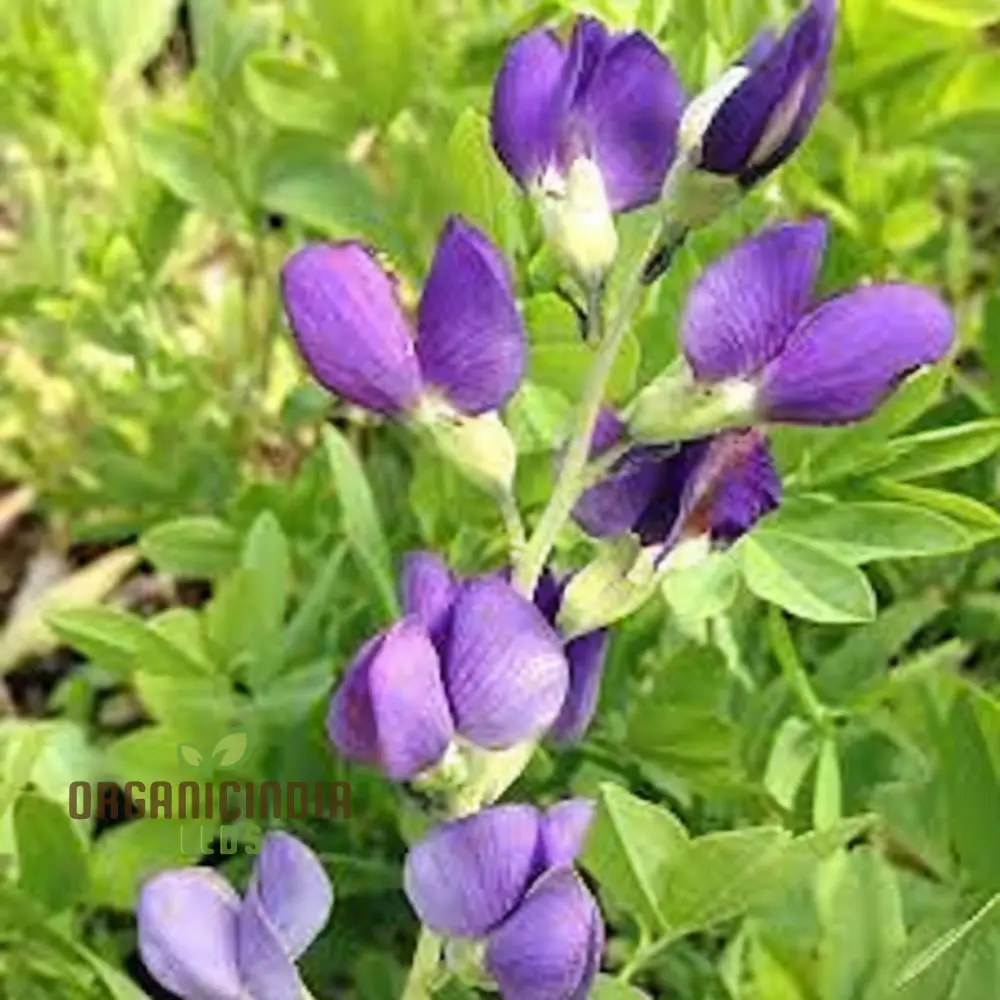 Blue False Indigo Flower Seeds, Native Perennial Beauty, Easy-to-Growing Captivating and Sustainable Garden - Image 3