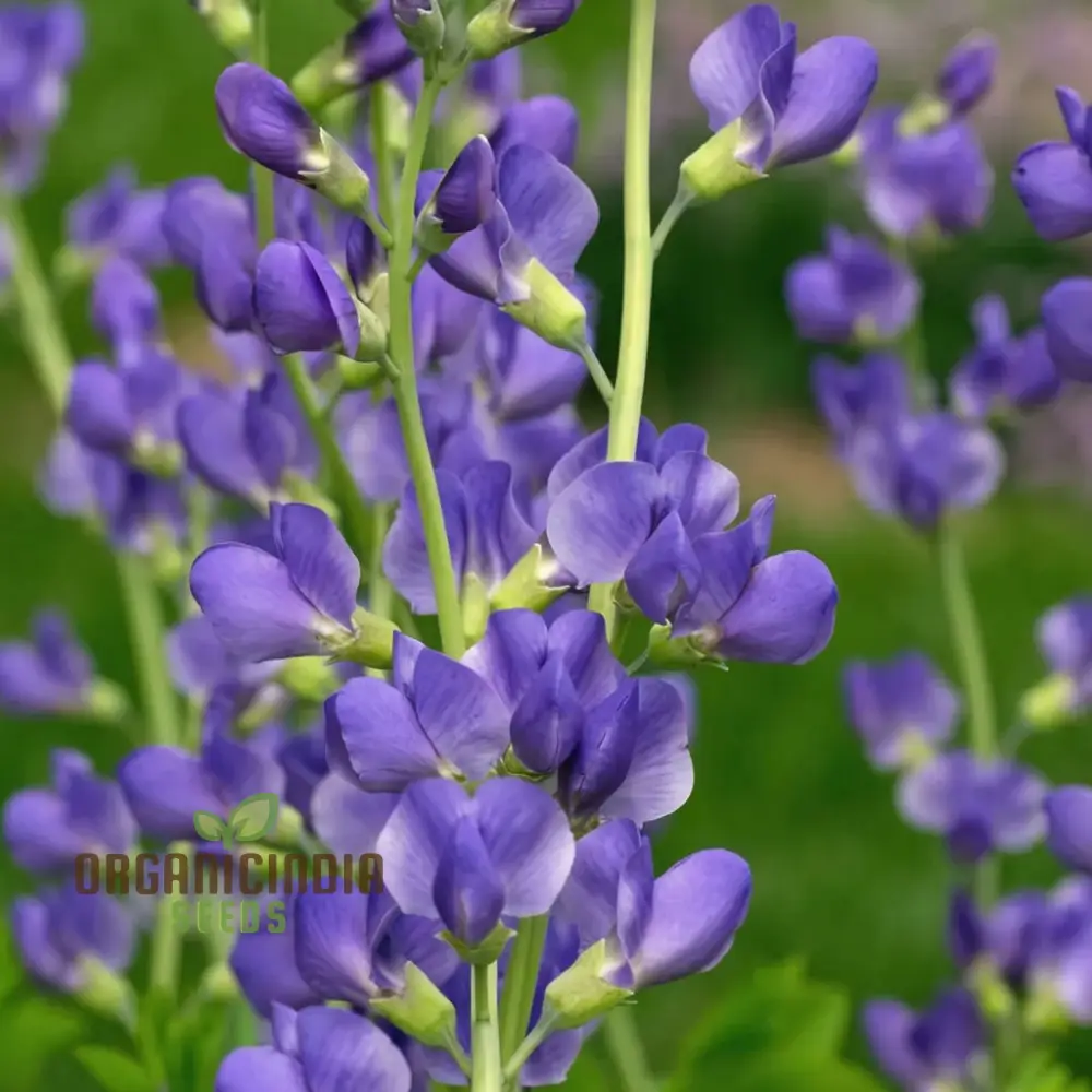 Blue False Indigo Flower Seeds, Native Perennial Beauty, Easy-to-Growing Captivating and Sustainable Garden - Image 4