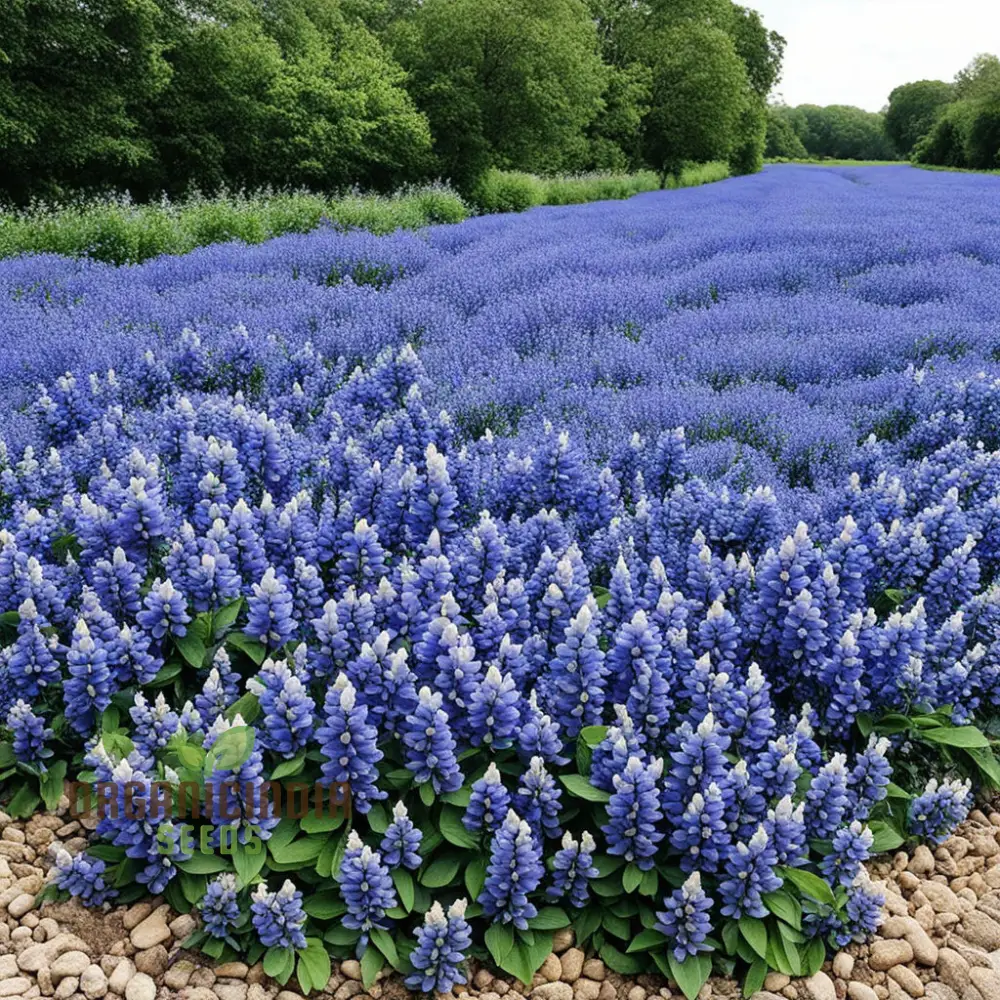 Blue False Indigo Flower Seeds Premium Quality Seeds for Vibrant Indigo Blossoms