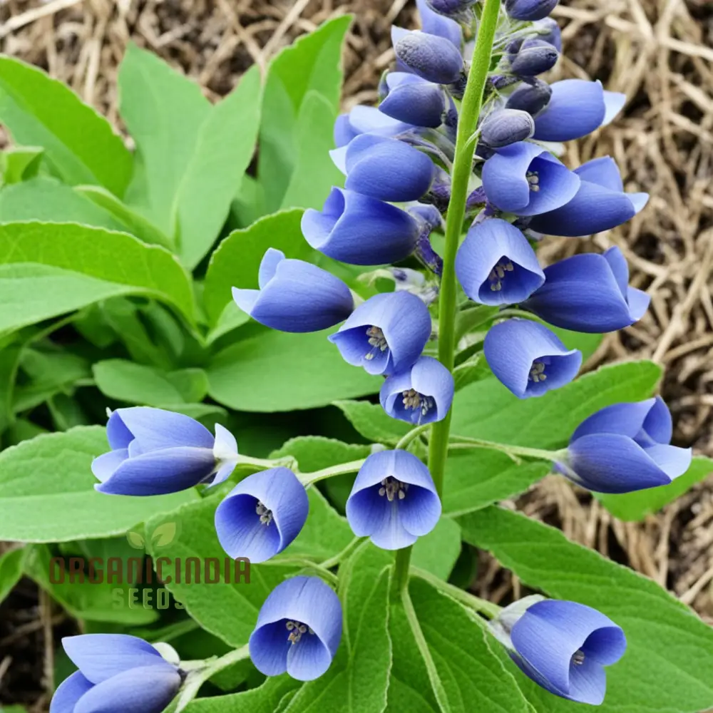 Blue False Indigo Flower Seeds Premium Quality Seeds for Vibrant Indigo Blossoms - Image 3