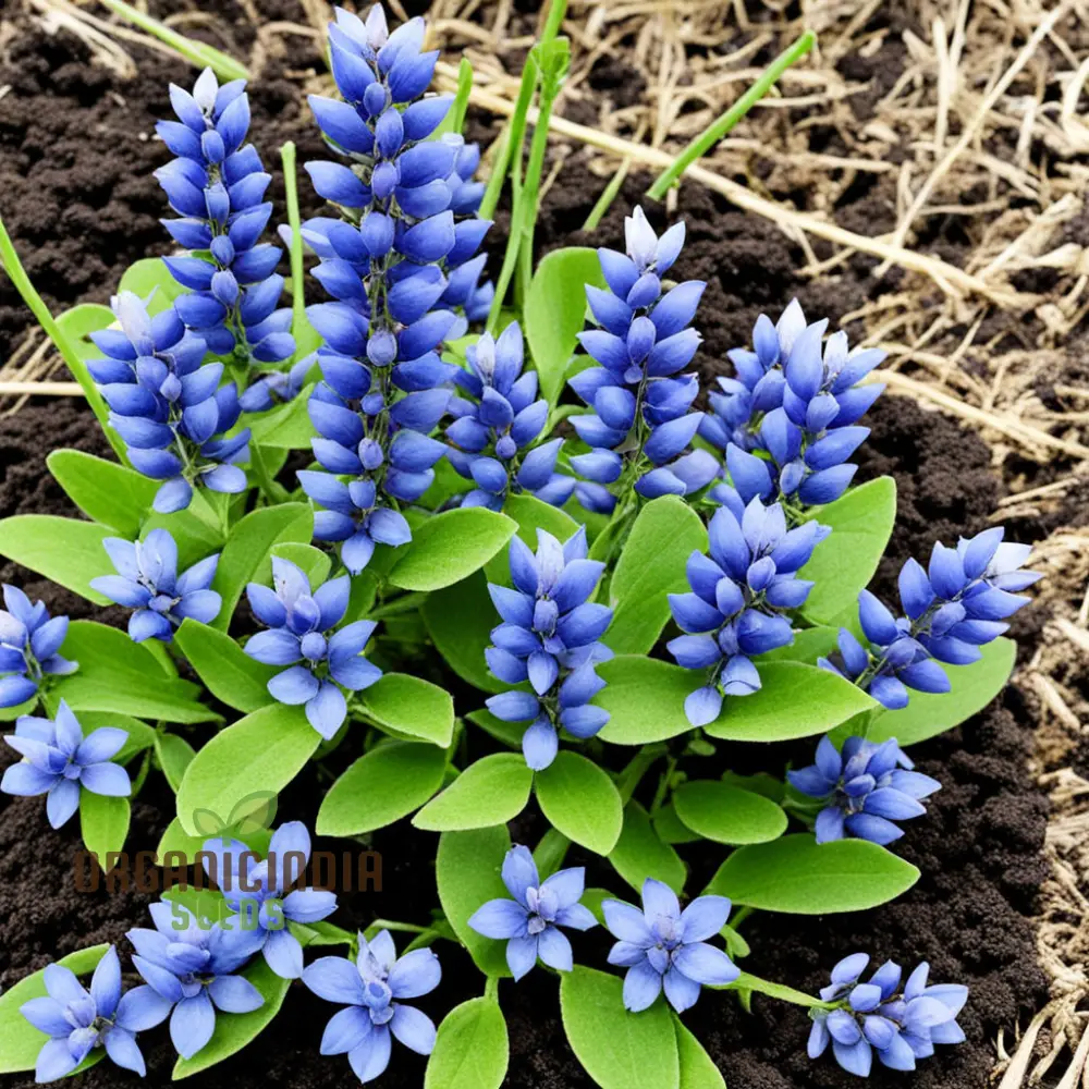 Blue False Indigo Flower Seeds Premium Quality Seeds for Vibrant Indigo Blossoms - Image 4