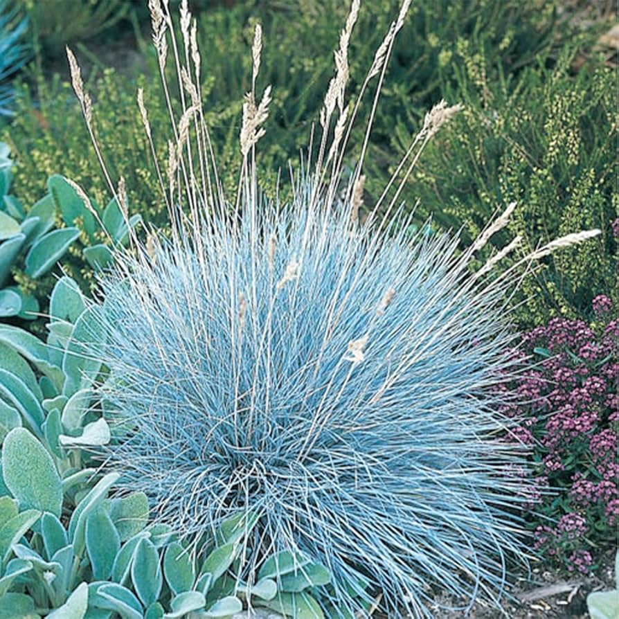 Blue Fescue Grass Seeds – Festuca Perennial Ornamental Grass for Sun or Shade