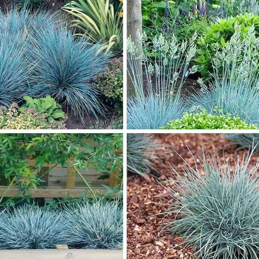 Blue Fescue Grass Seeds – Festuca Perennial Ornamental Grass for Sun or Shade - Image 2