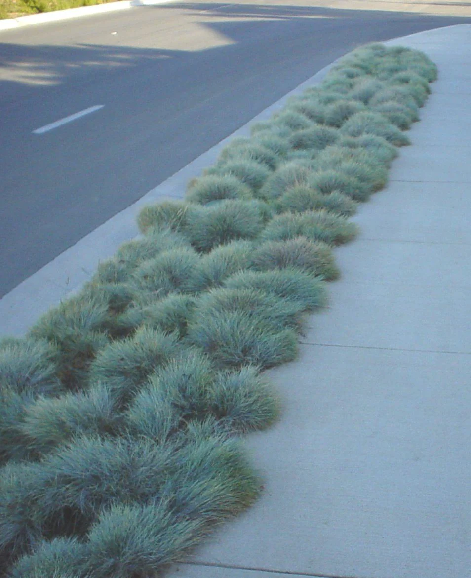 Blue Fescue Grass Seeds – Festuca Perennial Ornamental Grass for Sun or Shade - Image 3