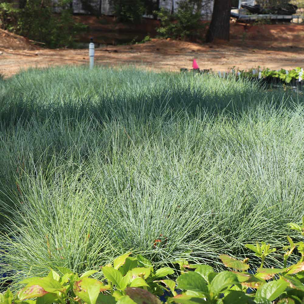 Blue Fescue Grass Seeds – Festuca Perennial Ornamental Grass for Sun or Shade - Image 4