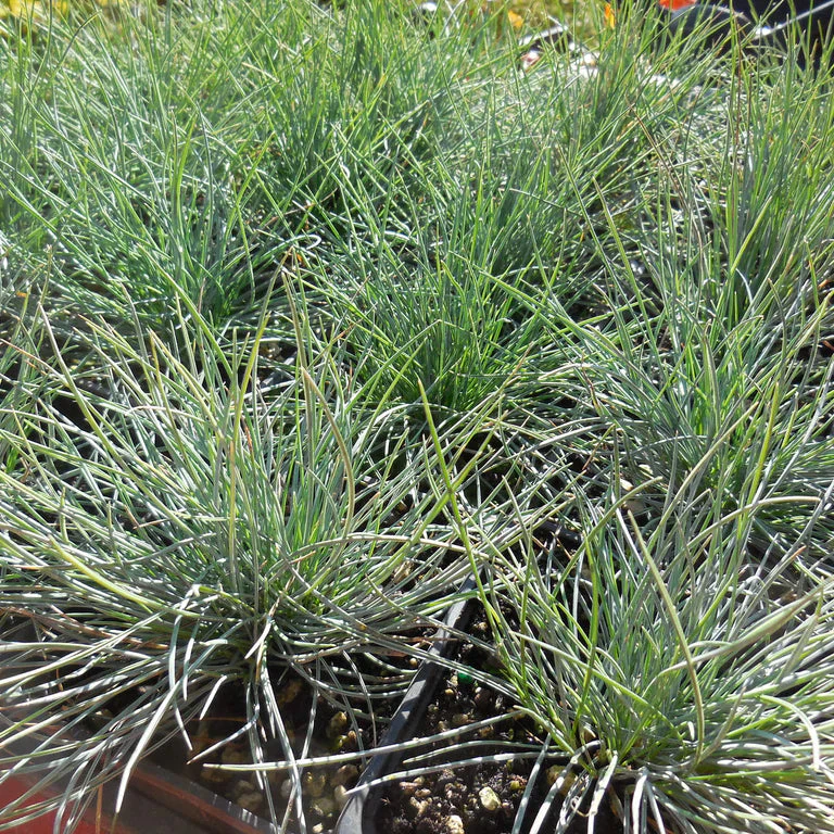 Blue Fescue Grass Seeds – Festuca Perennial Ornamental Grass for Sun or Shade - Image 5