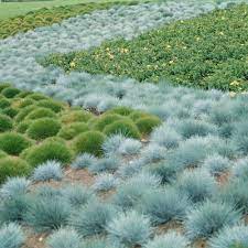 Blue Fescue Grass Seeds – Festuca Perennial Ornamental Grass for Sun or Shade - Image 6