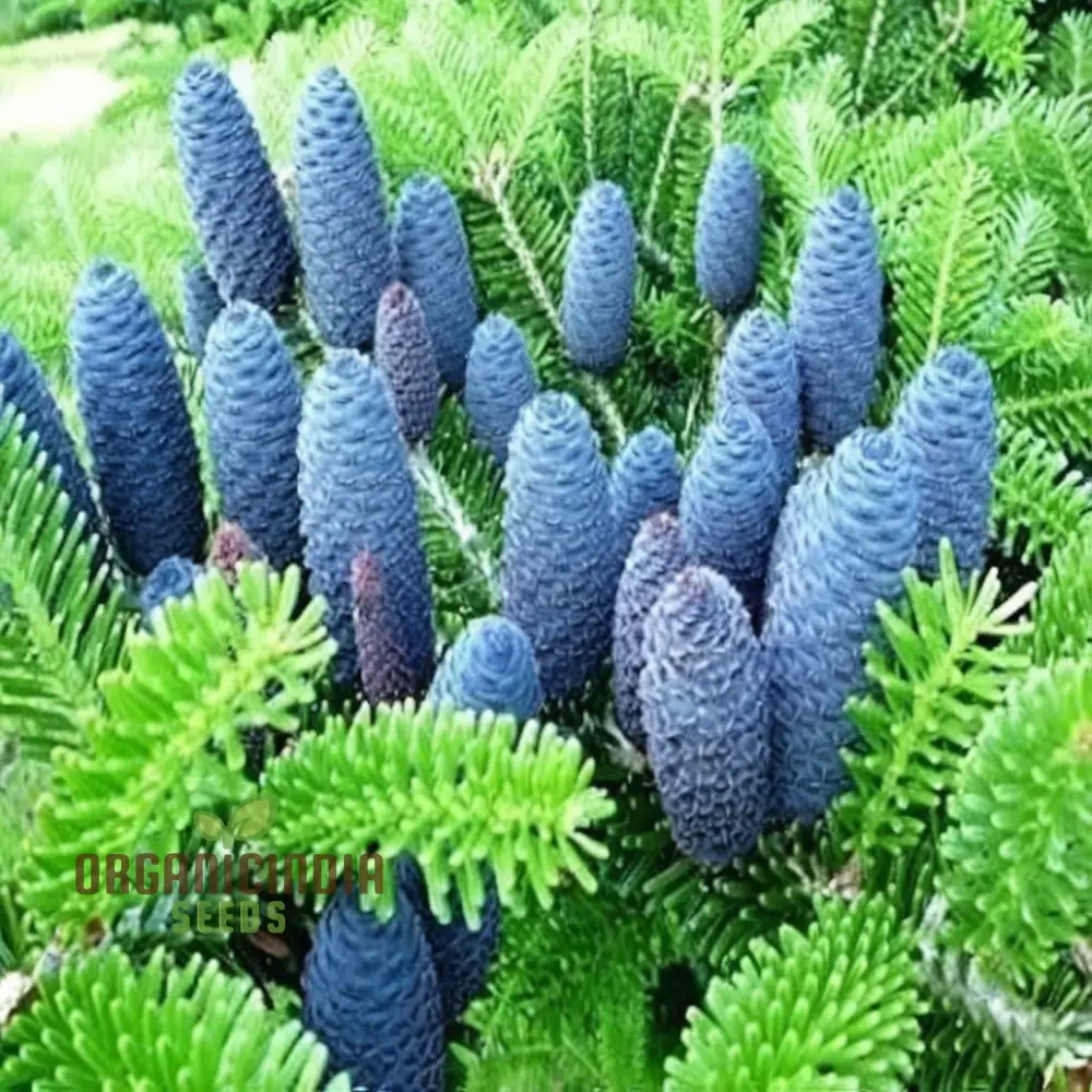 Blue Fir Tree plant Seeds, Majestic Evergreen Beauty Garden, Stunning and Resilient Landscape Easy-to-Grow
