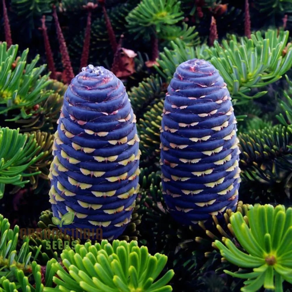 Blue Fir Tree plant Seeds, Majestic Evergreen Beauty Garden, Stunning and Resilient Landscape Easy-to-Grow - Image 2