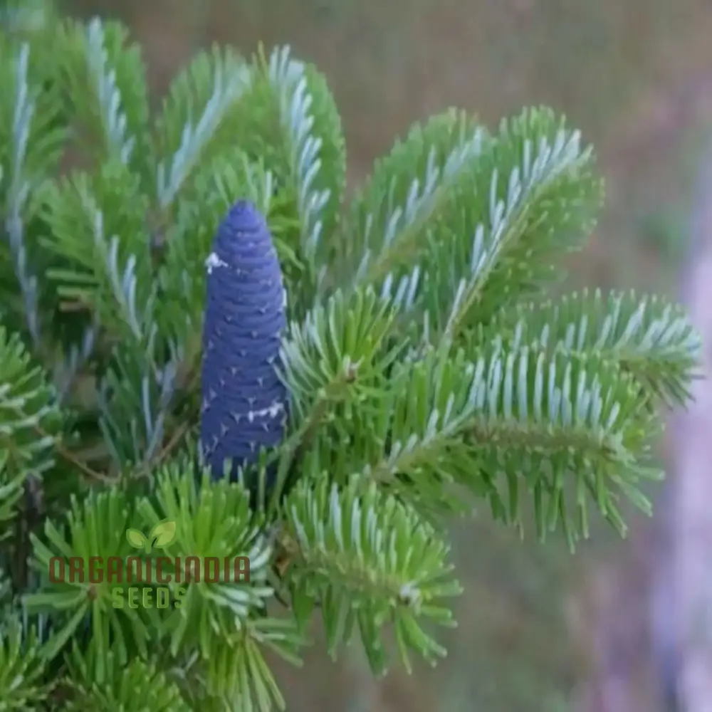 Blue Fir Tree plant Seeds, Majestic Evergreen Beauty Garden, Stunning and Resilient Landscape Easy-to-Grow - Image 3