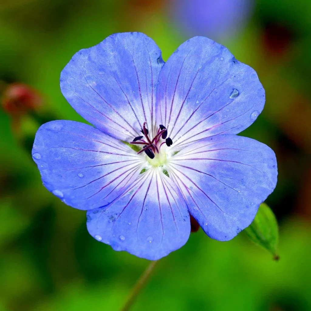 Blue Geranium Flower Seeds, Rare Vibrant Blooms, Easy to Grow, Non-GMO