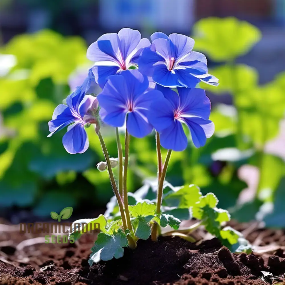 Blue Geranium Flower Seeds, Rare Vibrant Blooms, Easy to Grow, Non-GMO - Image 2