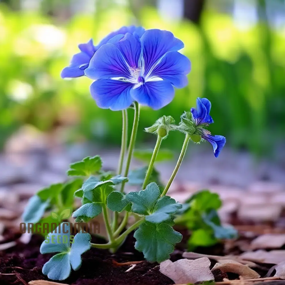 Blue Geranium Flower Seeds, Rare Vibrant Blooms, Easy to Grow, Non-GMO - Image 3