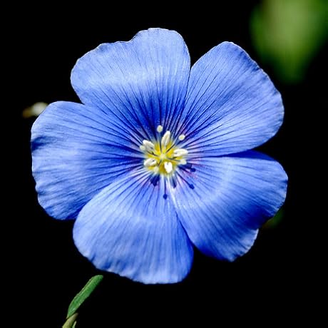 Blue Geranium Flower Seeds, Rare Vibrant Blooms, Easy to Grow, Non-GMO - Image 4