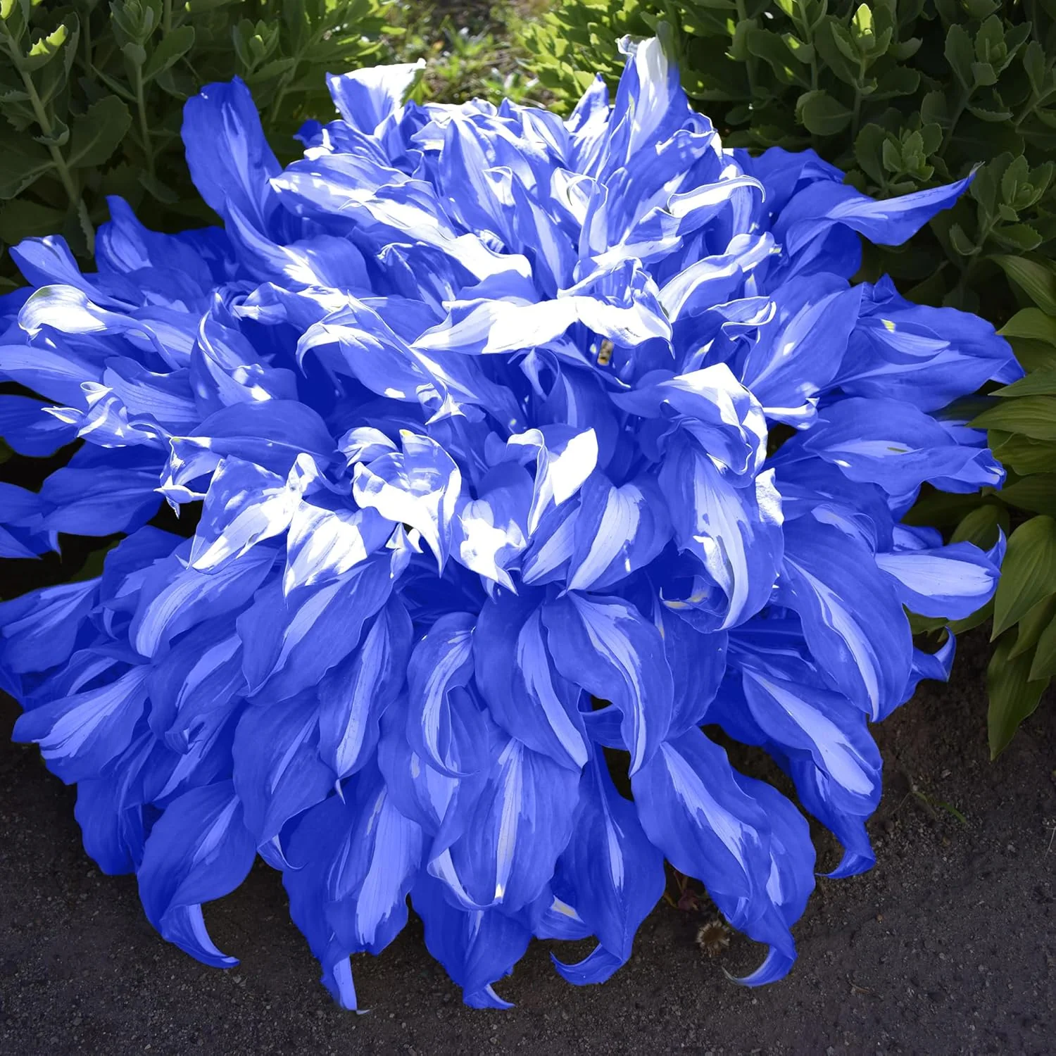 Blue Hosta Plants, Perennial Hosta Seeds for Outdoor Garden Shade, Easy to Grow And Plant - Image 4