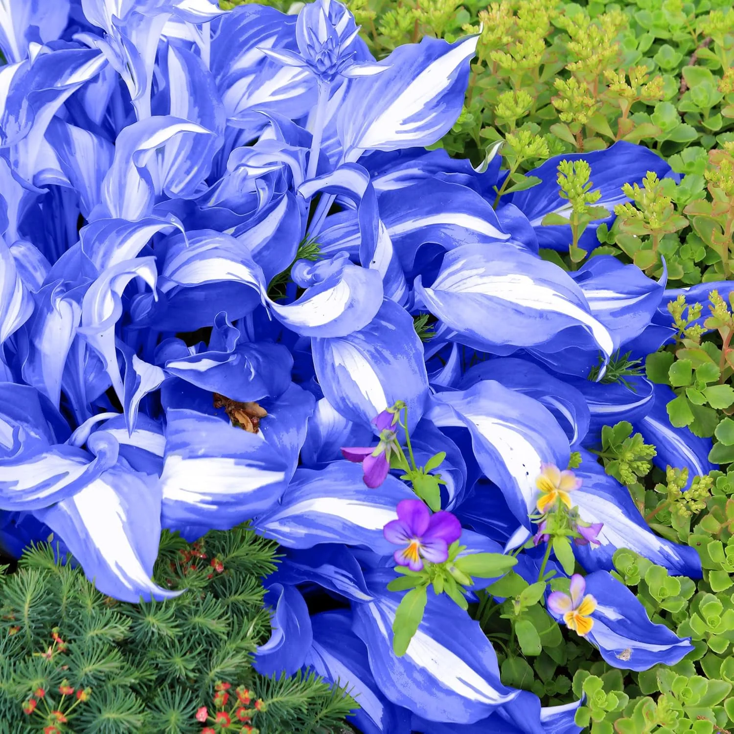 Blue Hosta Plants, Perennial Hosta Seeds for Outdoor Garden Shade, Easy to Grow And Plant - Image 5