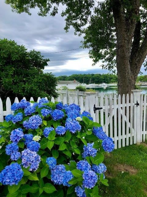 Blue Hydrangea Seeds – Vibrant Garden Blooms for Elegant Landscaping - Image 5