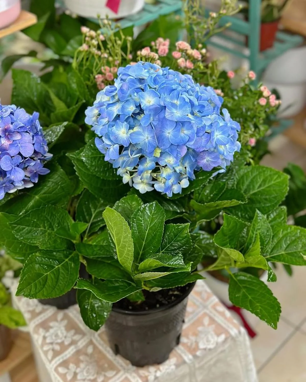Blue Hydrangea Seeds – Vibrant Garden Blooms for Elegant Landscaping - Image 6