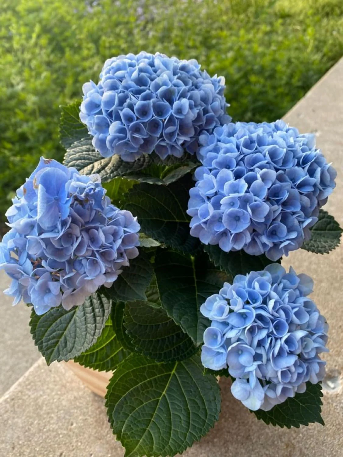 Blue Hydrangea Seeds – Vibrant Garden Blooms for Elegant Landscaping - Image 7