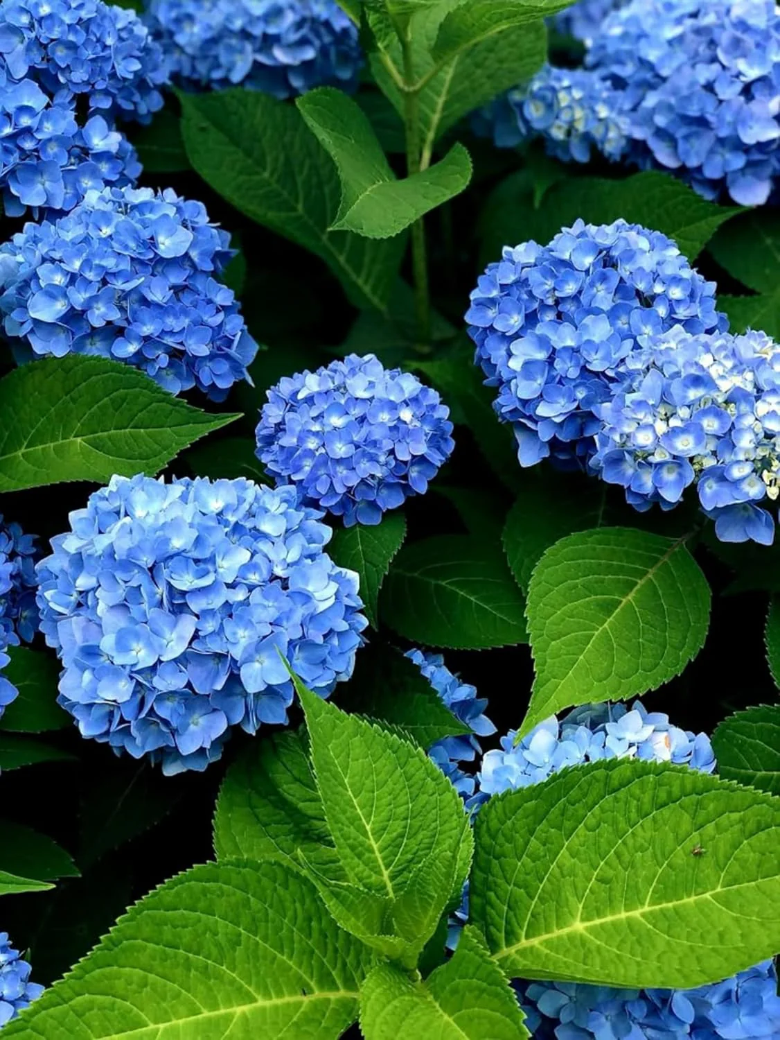 Blue Hydrangea Seeds – Vibrant Garden Blooms for Elegant Landscaping - Image 8