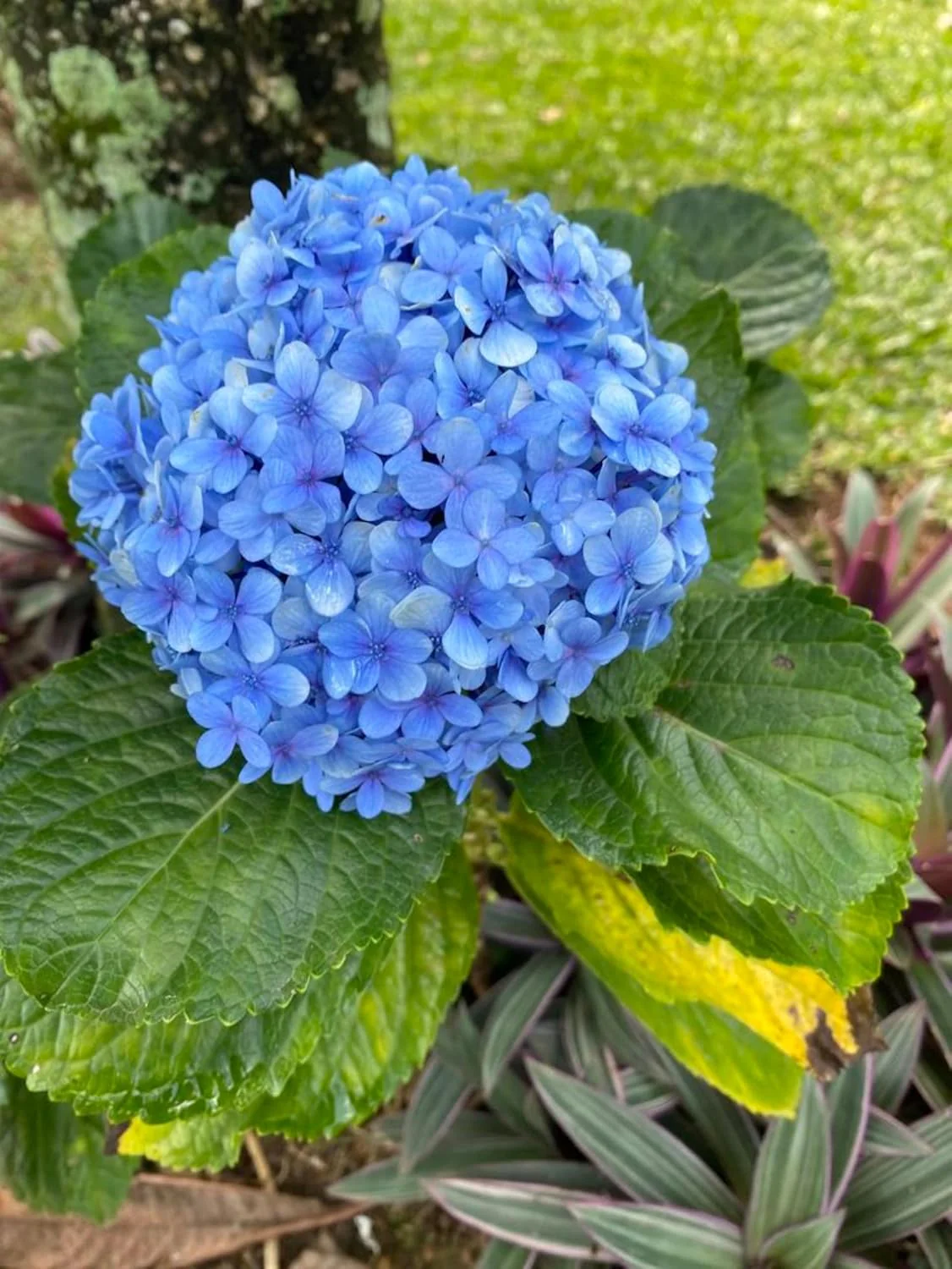 Blue Hydrangea Seeds – Vibrant Garden Blooms for Elegant Landscaping - Image 9