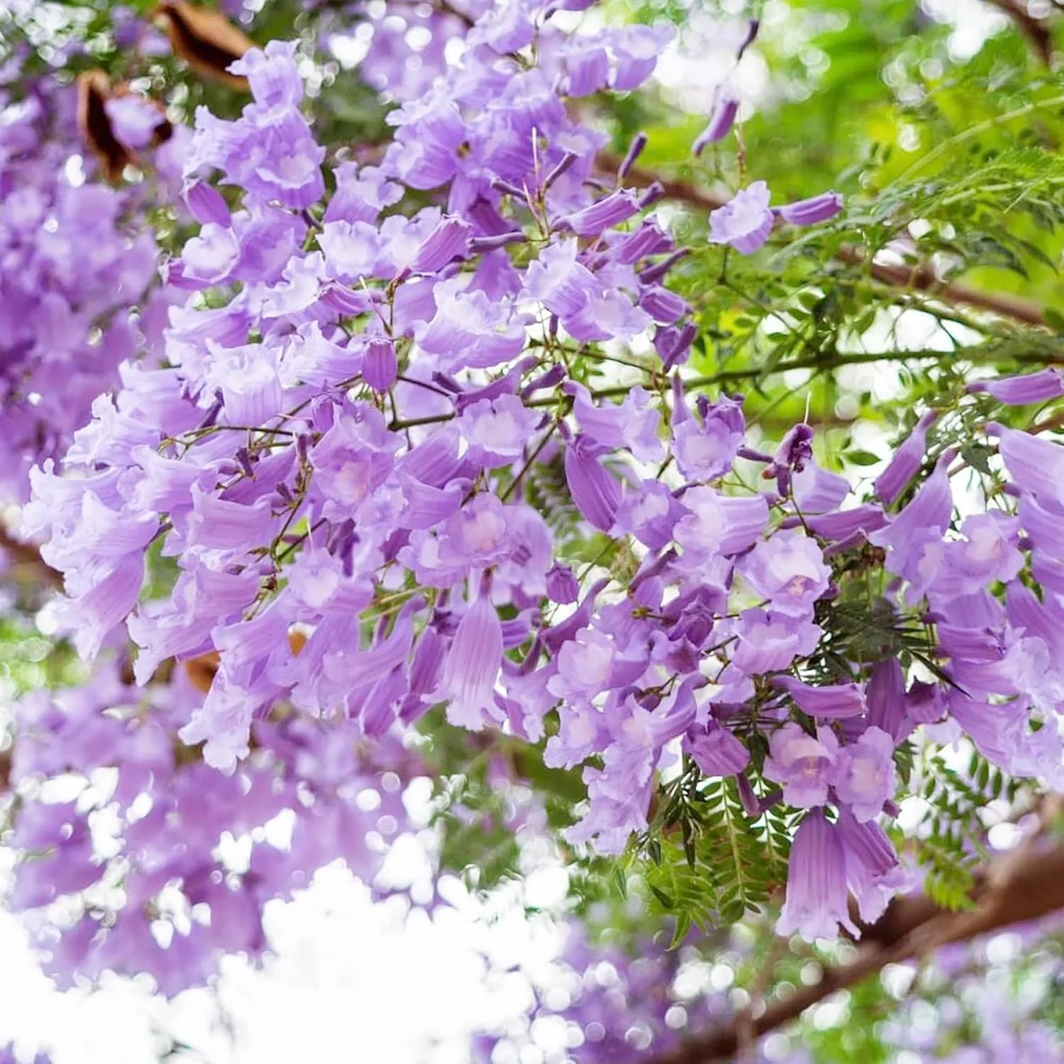 Blue Jacaranda Tree Seeds – Jacaranda mimosifolia Shade Tree - Image 3
