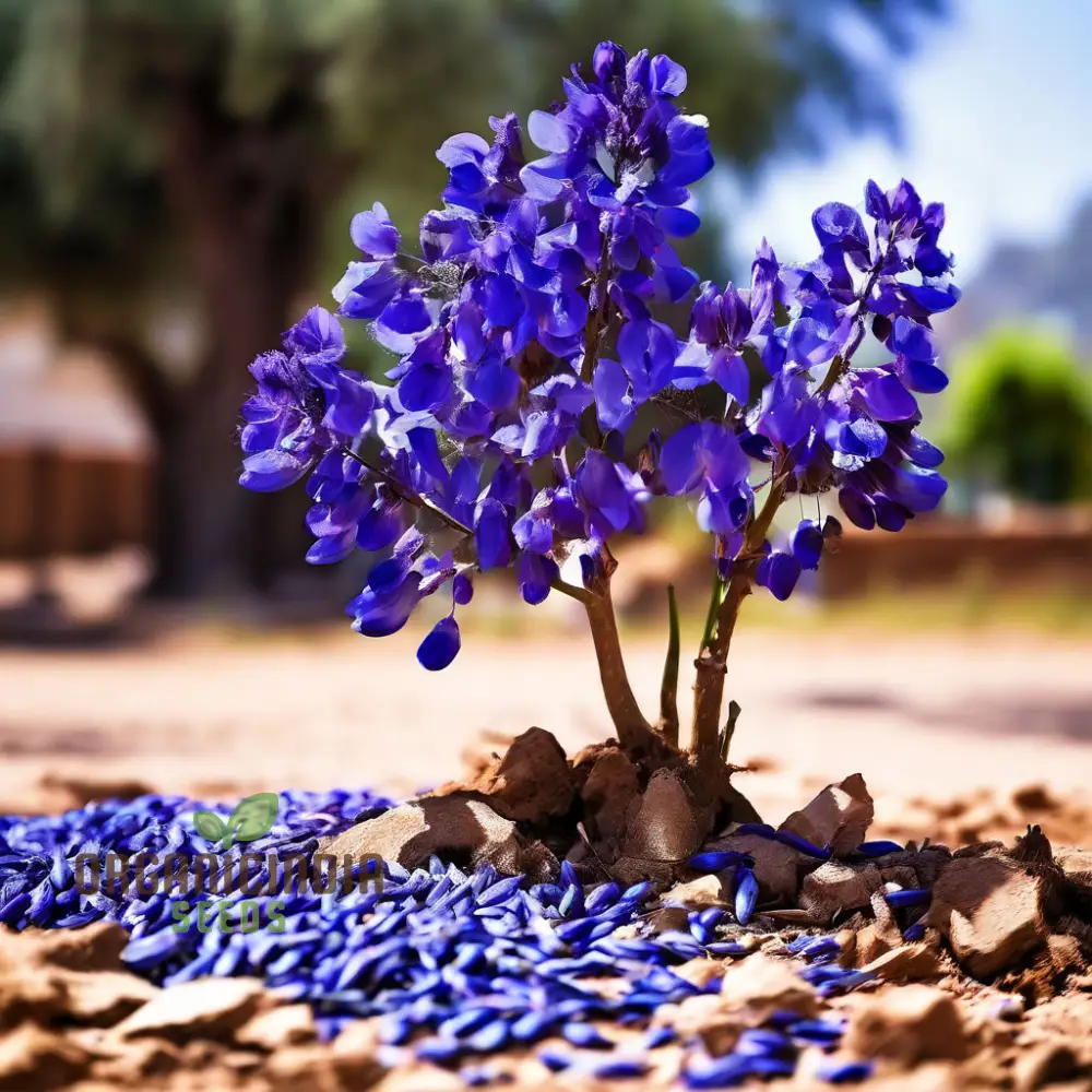 Blue Jacaranda Tree Seeds, Plant Your Pathway to Stunning Blue Blooms - Image 3
