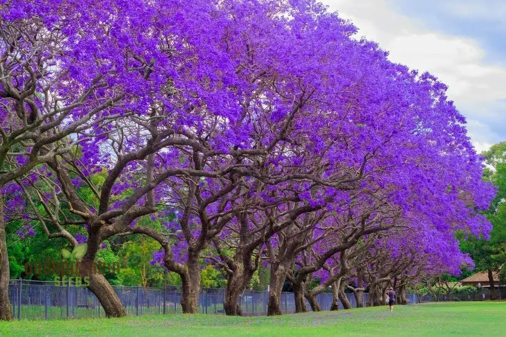 Blue Jacaranda Tree Seeds, Plant Your Pathway to Stunning Blue Blooms - Image 4