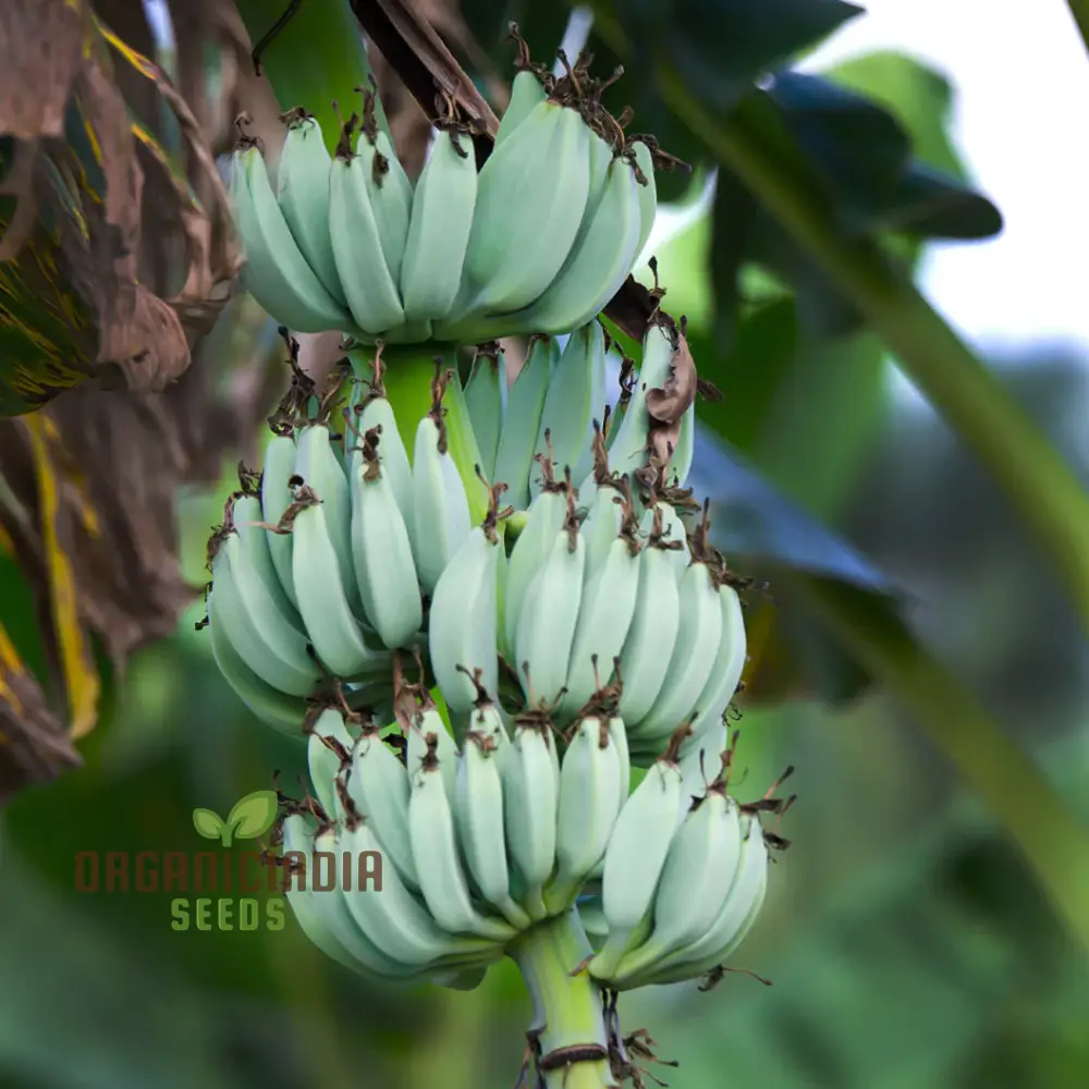 Blue Java Banana Seeds for Planting, Enhance Your Gardening with Exotic Banana Fruit Seeds - Image 2