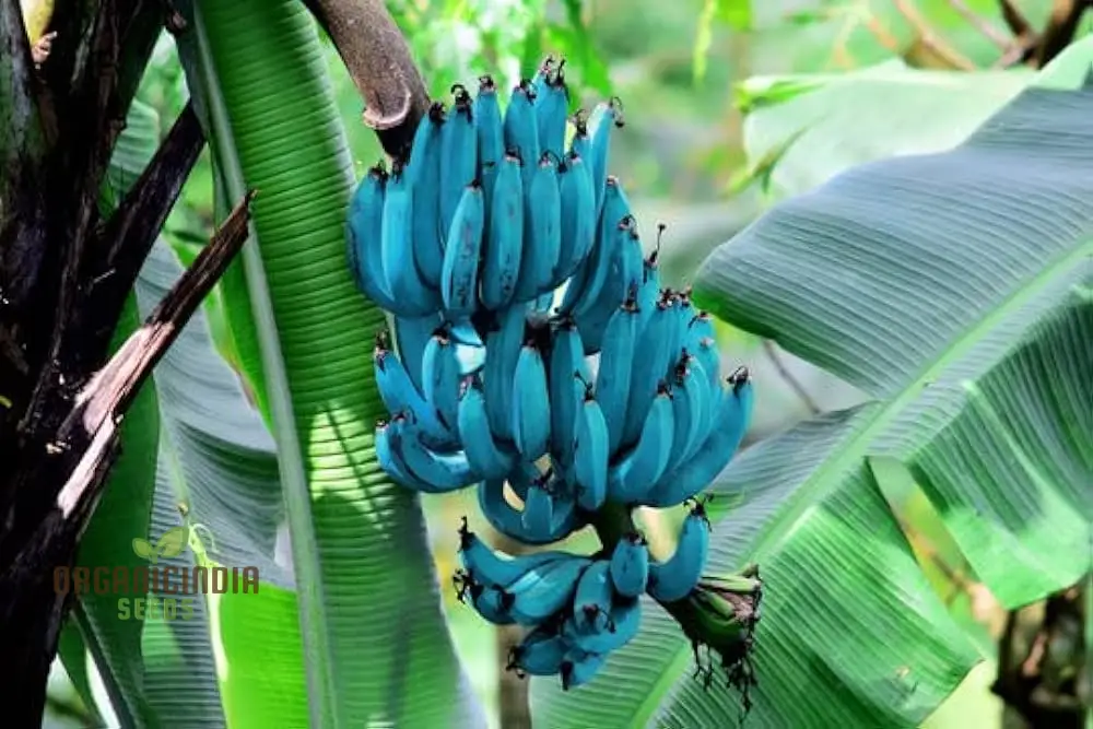 Blue Java Banana Seeds for Planting, Enhance Your Gardening with Exotic Banana Fruit Seeds - Image 4